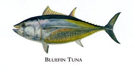 Flick Ford Artist Handsigned Open Edition Giclee Print on Paper :"Bluefin Tuna "