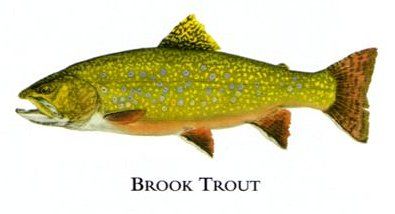 Flick Ford Artist Handsigned Open Edition Giclee Print on Paper :"Brook Trout "