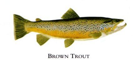Flick Ford Artist Handsigned Open Edition Giclee Print on Paper :"Brown Trout "