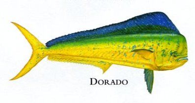 Flick Ford Artist Handsigned Open Edition Giclee Print on Paper :"Dorado"
