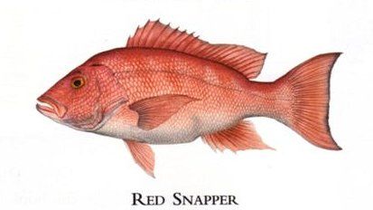 Flick Ford Artist Handsigned Open Edition Giclee Print on Paper :"Red Snapper "