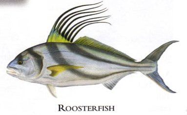 Flick Ford Artist Handsigned Open Edition Giclee Print on Paper :"Roosterfish"