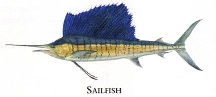 Flick Ford Artist Handsigned Open Edition Giclee Print on Paper :"Sailfish "