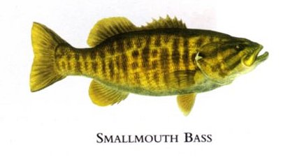 Flick Ford Artist Handsigned Open Edition Giclee Print on Paper :"Smallmouth Bass "