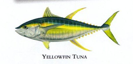 Flick Ford Artist Handsigned Open Edition Giclee Print on Paper :"Yellowfin Tuna "