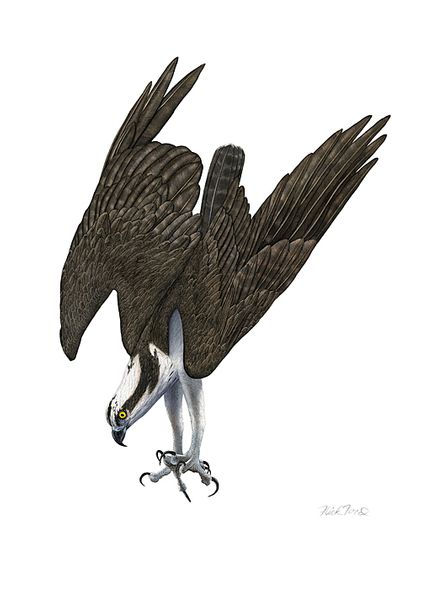Flick Ford Artist Signed and Numbered Limited Edition Canvas Giclee:"Diving Osprey"