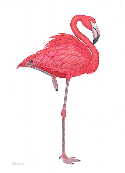 Flick Ford Artist Signed and Numbered Limited Edition Canvas Giclee:"Flamingo"