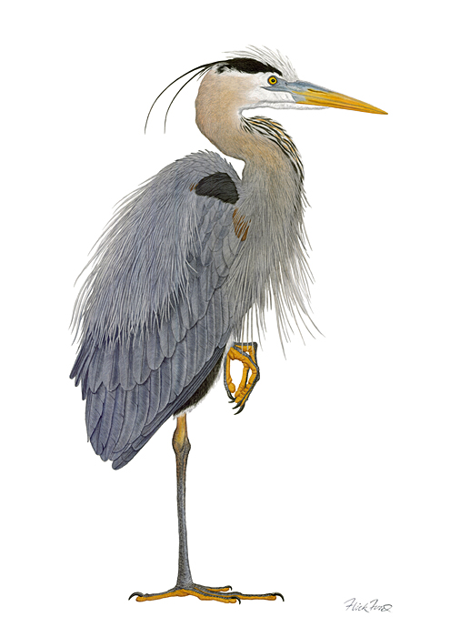 Flick Ford Artist Signed and Numbered Limited Edition Canvas Giclee:"Great Blue Heron"