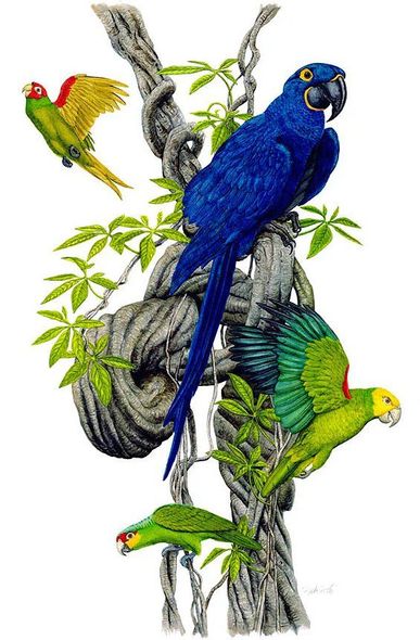 Flick Ford Artist Signed and Numbered Limited Edition Canvas Giclee:"Shaman (Tropical Birds)"