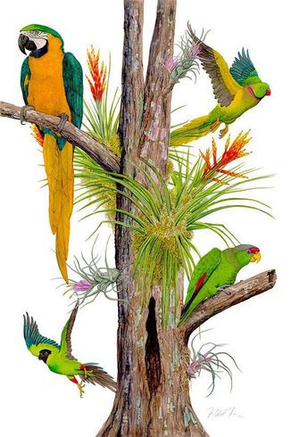 Flick Ford Artist Signed and Numbered Limited Edition Canvas Giclee:"Parrots & Bromelia"