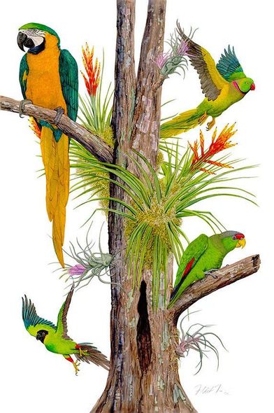 Flick Ford Artist Signed and Numbered Limited Edition Canvas Giclee:"Parrots & Bromelia"