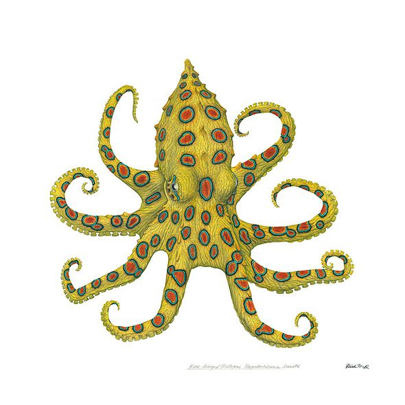 Flick Ford Artist Signed and Numbered MasterWork&trade; Canvas Giclee:"Blue-Ringed Octopus"