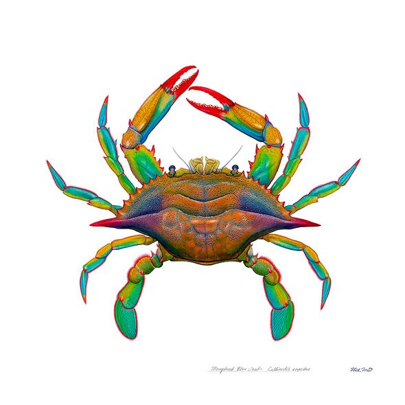 Flick Ford Artist Signed and Numbered MasterWork&trade; Canvas Giclee:"Maryland Blue Crab"