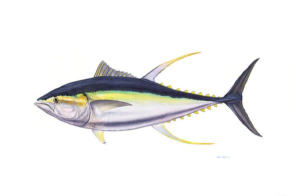 Flick Ford Hand Signed and Numbered Limited Edition Masterwork Canvas Giclee:"Trophy Yellowfin Tuna"
