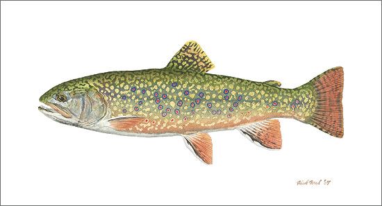 Flick Ford Handsigned and Numbered Fine Art SmallWorks&trade; Gicl&eacute;e Canvas:"Pennsylvania Brook Trout"
