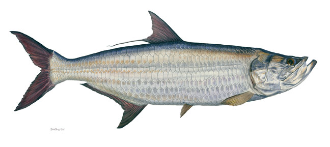 Flick Ford Handsigned and Numbered Limited Edition Canvas Giclee: "Tarpon"