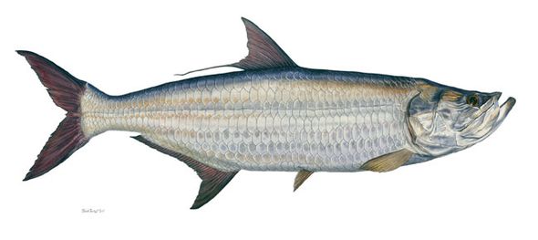 Flick Ford Handsigned and Numbered Limited Edition Canvas Giclee: "Tarpon"