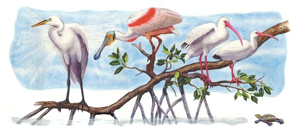 Flick Ford  22x48 Limited Edition Masterwork Canvas Giclee:"Shorebirds in the Mangroves"