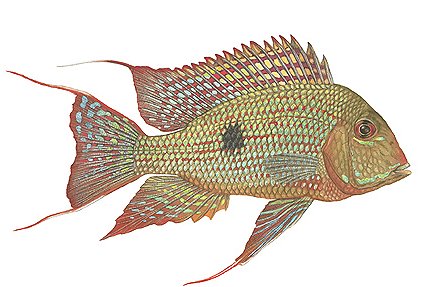Flick Ford Open Edition Giclee Print:"Eartheater Cichlid"