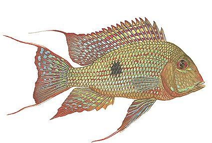 Flick Ford Open Edition Giclee Print:"Eartheater Cichlid"