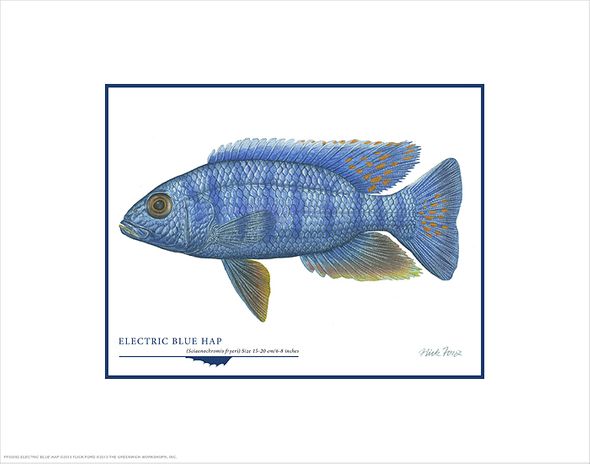 Flick Ford Open Edition Gicl&eacute;e Print on Paper:"Electric Blue Harp"
