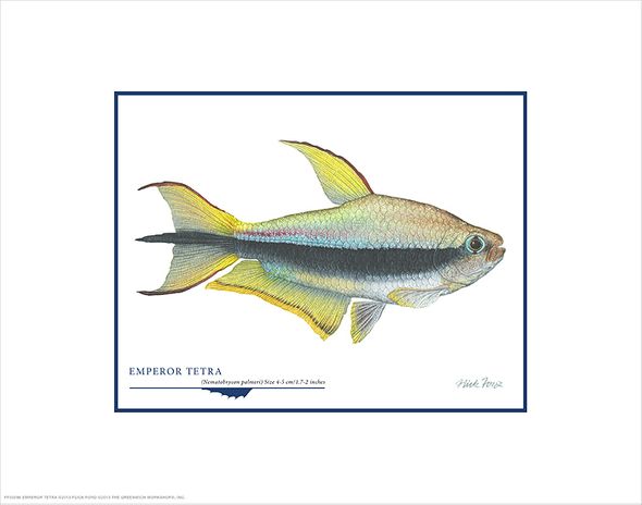 Flick Ford Open Edition Gicl&eacute;e Print on Paper:"Emperor Tetra"