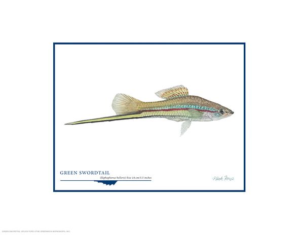 Flick Ford Open Edition Gicl&eacute;e Print on Paper:"Green Swordtail"