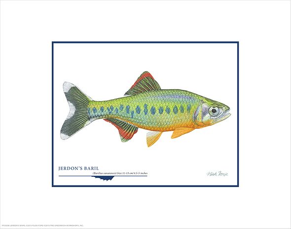 Flick Ford Open Edition Gicl&eacute;e Print on Paper:"Jerdon´s Baril"