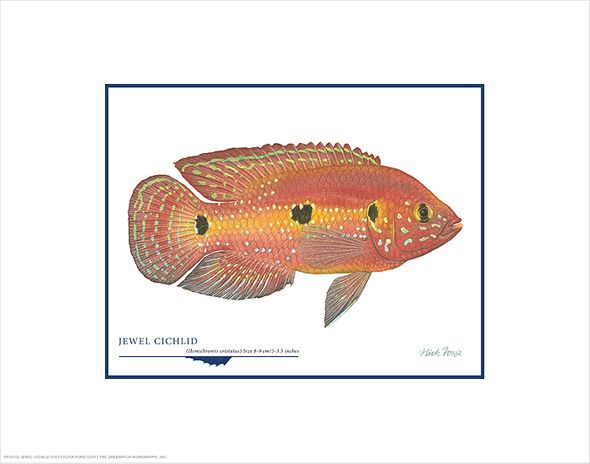 Flick Ford Open Edition Giclée Print on Paper:"Jewel Cichlid"