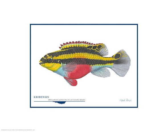 Flick Ford Open Edition Gicl&eacute;e Print on Paper:"Kribensis"