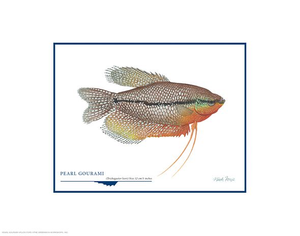 Flick Ford Open Edition Gicl&eacute;e Print on Paper:"Pearl Gourami"
