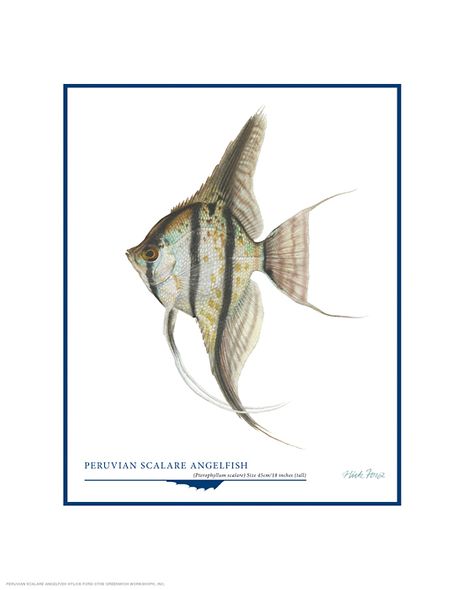 Flick Ford Open Edition Gicl&eacute;e Print on Paper:"Peruvian Scalare Angel Fish"