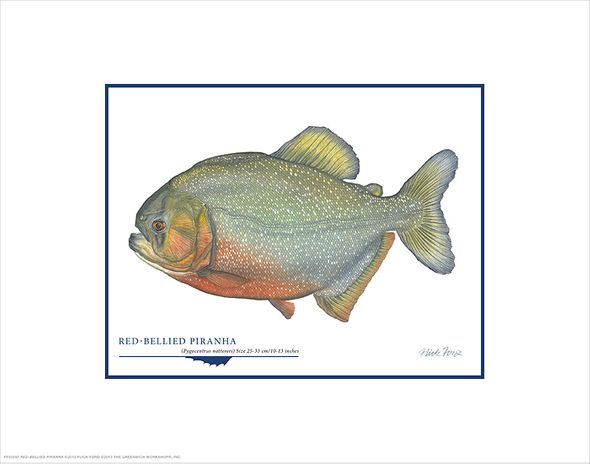 Flick Ford Open Edition Gicl&eacute;e Print on Paper:"Red-Bellied Piranha"