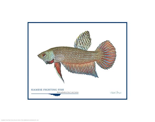 Flick Ford Open Edition Gicl&eacute;e Print on Paper:"Siamese Fighting Fish"