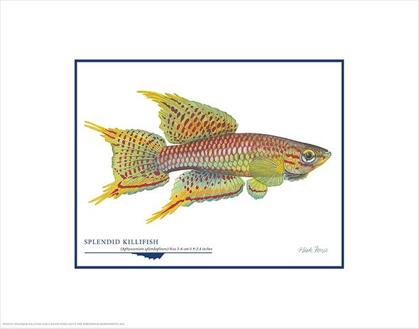 Flick Ford Open Edition Gicl&eacute;e Print on Paper:"Splendid Killifish"