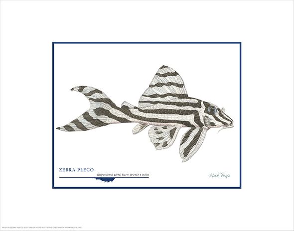 Flick Ford Open Edition Gicl&eacute;e Print on Paper:"Zebra Pleco"