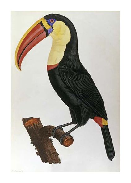 Francois Le Vaillant Fine Art Open Edition Gicl&eacute;e:"Le Toucan"