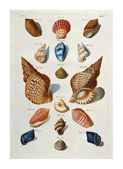 Franz Michael Regenfuss Fine Art Open Edition Giclée:"A Selection of Seashells"