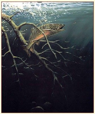 Fred W.Thomas Handsigned & Numbered Limited Edition Print: "Blackwater Brookies"
