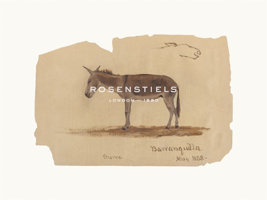 Frederic Edwin Church Hand Numbered Limited Edition Print on Paper :"A Donkey, Barranquilla, Colombia"