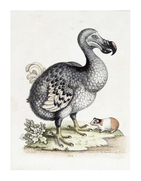 Frederick P. Nodder Fine Art Open Edition Gicl&eacute;e:"The Dodo"