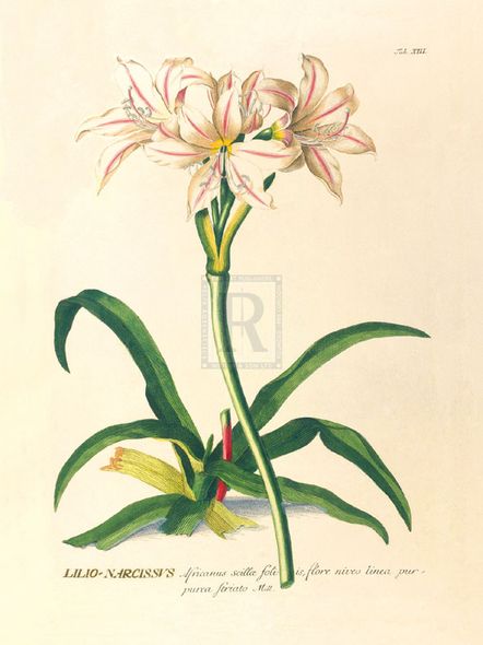 Georg Ehret Hand Numbered Limited Edition Print on Paper :"Lilio-Narcissus"