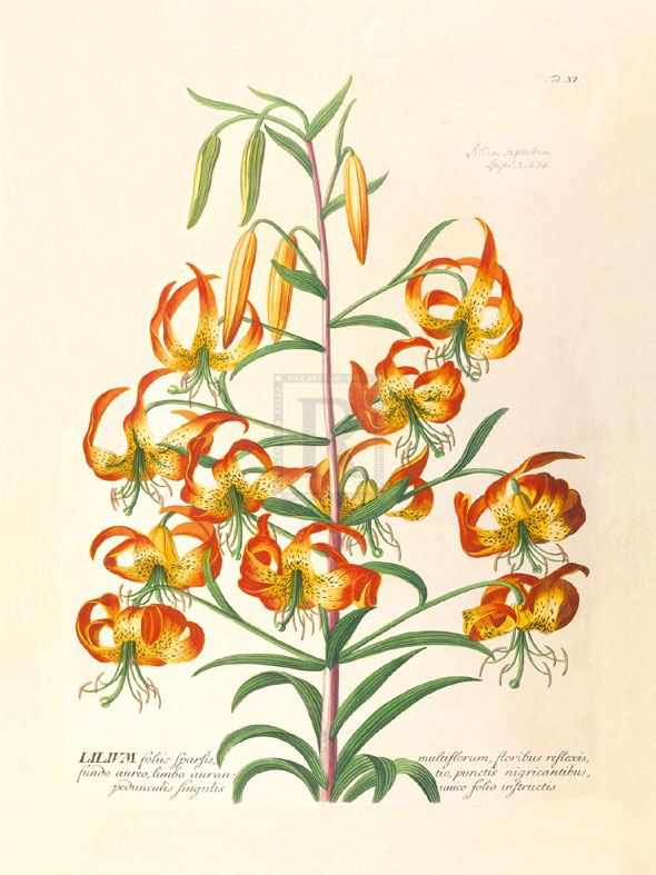 Georg Ehret Hand Numbered Limited Edition Print on Paper :"Lilium"