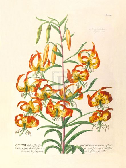 Georg Ehret Hand Numbered Limited Edition Print on Paper :"Lilium"