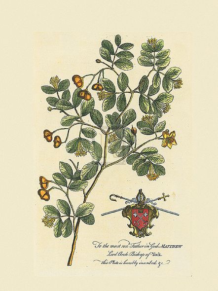 Georg Ehret Hand Numbered Limited Edition Print on Paper :"The Archbishop Of York Botanical"