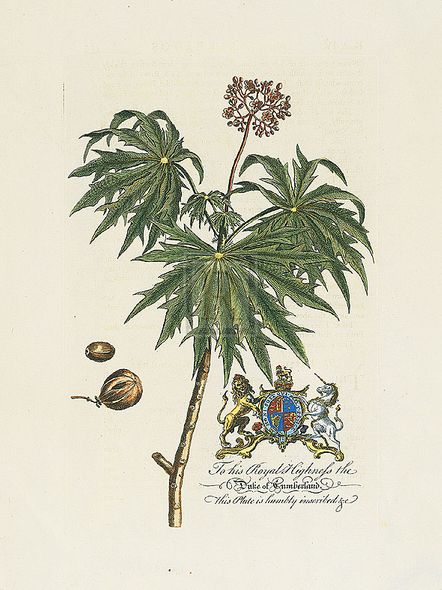 Georg Ehret Hand Numbered Limited Edition Print on Paper :"The Duke Of Cumberland Botanical"