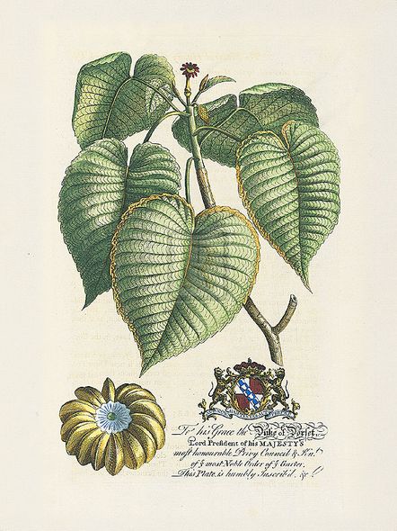 Georg Ehret Hand Numbered Limited Edition Print on Paper :"The Duke Of Dorset Botanical"
