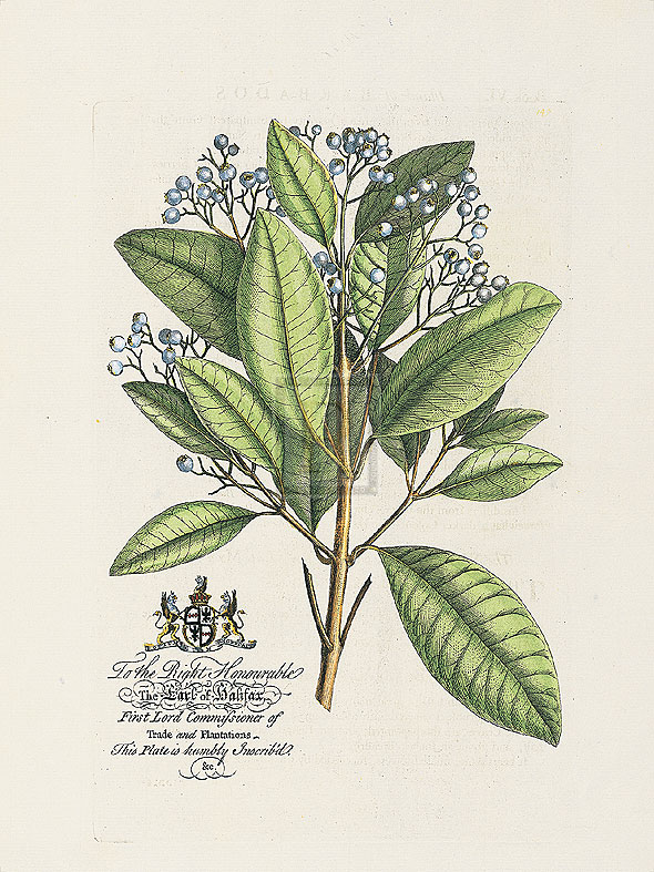 Georg Ehret Hand Numbered Limited Edition Print on Paper :"The Earl Of Halifax Botanical"