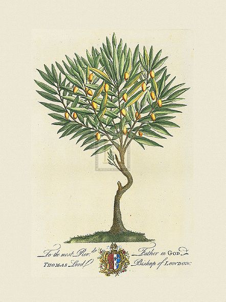 Georg Ehret Hand Numbered Limited Edition Print on Paper :"The Lord Bishop Of London Botanical"