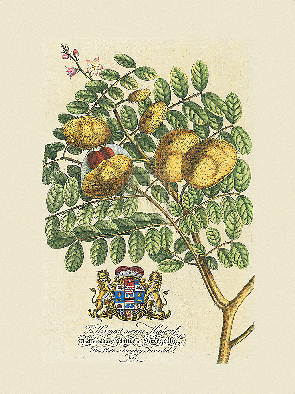 Georg Ehret Hand Numbered Limited Edition Print on Paper :"The Prince Saxegotha Botanical"